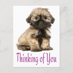 Denken Sie an Shih Tzu Puppy Dog Postkarte