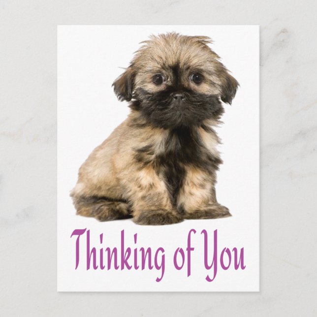 Denken Sie an Shih Tzu Puppy Dog Postkarte (Vorderseite)