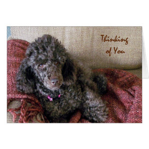 Denken Sie an Sie, Brown Poodle auf der Deckkarte