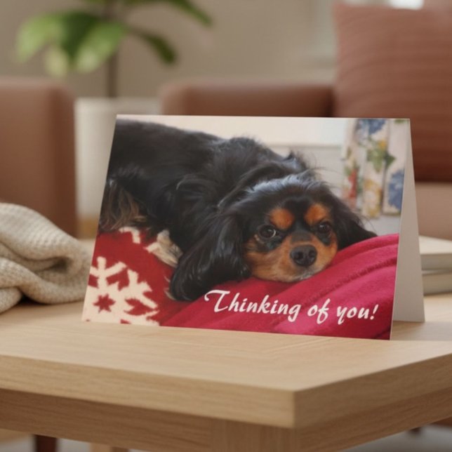 Denken Sie an Sie Cavalier King Charles Spaniel Karte (Von Creator hochgeladen)