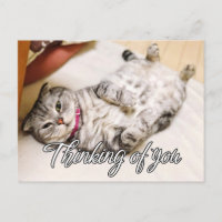 Denken Sie an Sie - Niedliche Katze