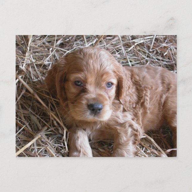 Denken Sie an Sie... Postkarte (Vorderseite)