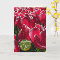 Denken Sie an Sie Red Tulips Blume Grüße