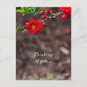 Denken Sie an Sie Scarlet Top-Denken Sie an Sie Postkarte