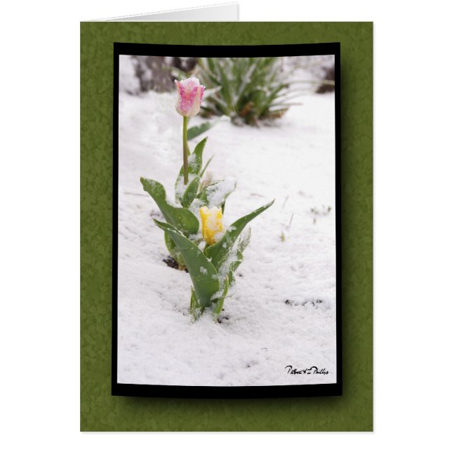 Denken Sie an Sie Schnee gesprenkelte rosa Gelbtul (Vorne)