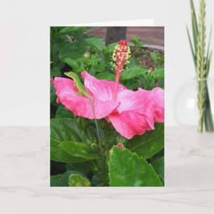 Denken Sie an Tropisch Pink Hibiskus Lizard Karte