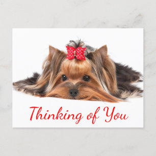Denken Sie an Yorkshire Terrier Puppy Dog Hallo Postkarte