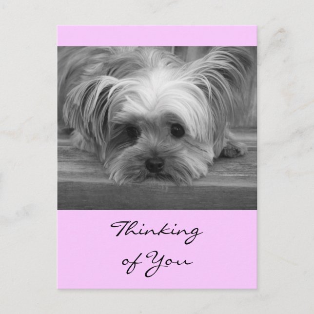 Denken Sie an Yorkshire Terrier Puppy Post Card Postkarte (Vorderseite)