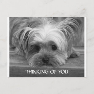 Denken Sie an Yorkshire Terrier Puppy Postcard Postkarte