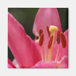 Denken Sie rosa Lilien-Magneten Magnet