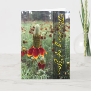 Denkend an dich Aufrechte Prärie-Koniflower-Foto Karte