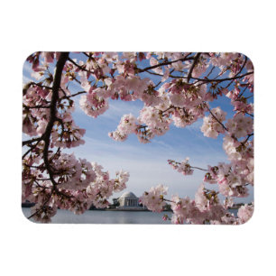 Denkmäler   Jefferson Memorial Cherry Blossys Magnet