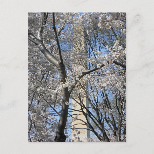 Denkmäler Kirchenbaume 2001 Postkarte (Vorderseite)