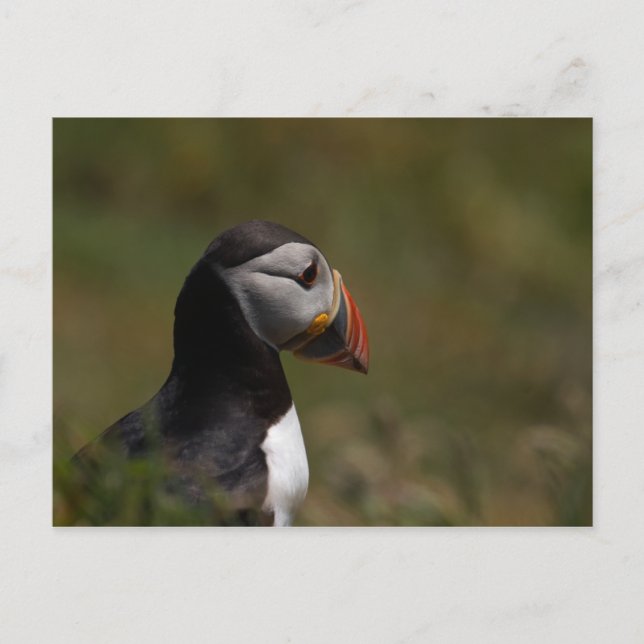 Denkpuffin Postkarte (Vorderseite)
