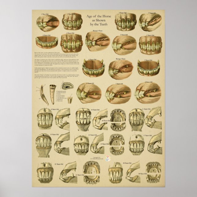 Dental Age of Horse Teeth Poster (Vorne)
