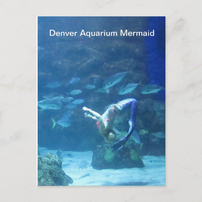 Denver Aquarium Mermaid Postcard Postkarte (Vorderseite)
