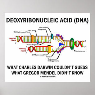 Deoxyribonukleinsäure (DNA) Darwin Mendel Sprichwo Poster