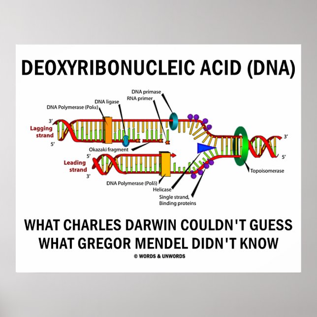 Deoxyribonukleinsäure (DNA) Darwin Mendel Sprichwo Poster (Vorne)