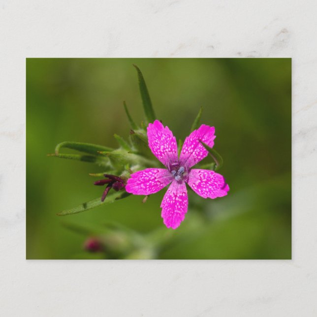 Deptford Pink Wildblume Floral Postcard Postkarte (Vorderseite)