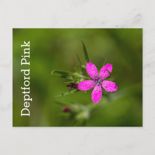 Deptford Pink Wildblume Floral Postcard Postkarte