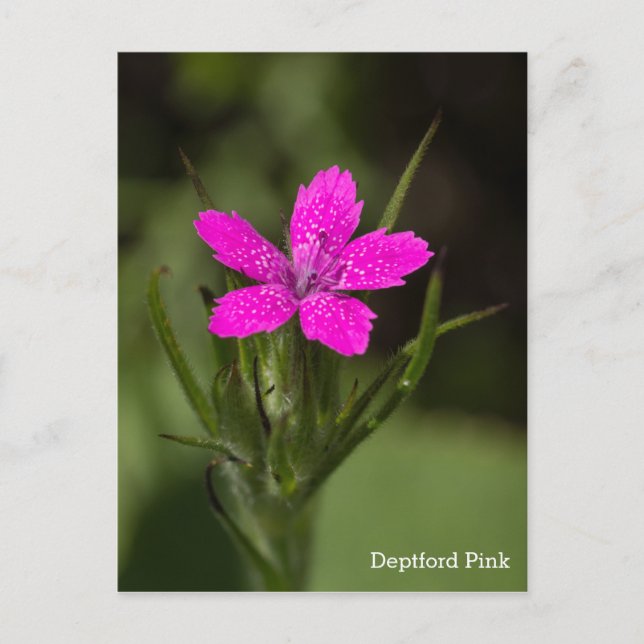 Deptford Pink Wildblume Name Floral Postcard Postkarte (Vorderseite)