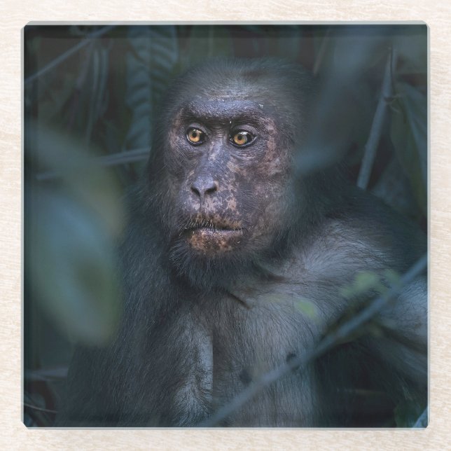 Der Affe im Dschungel Glasuntersetzer (Vorderseite)