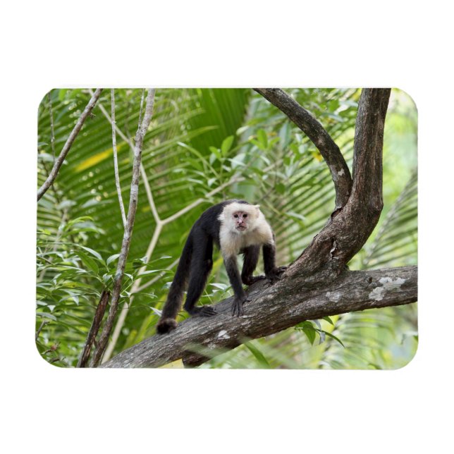 Der Affe im Dschungel Magnet (Horizontal)