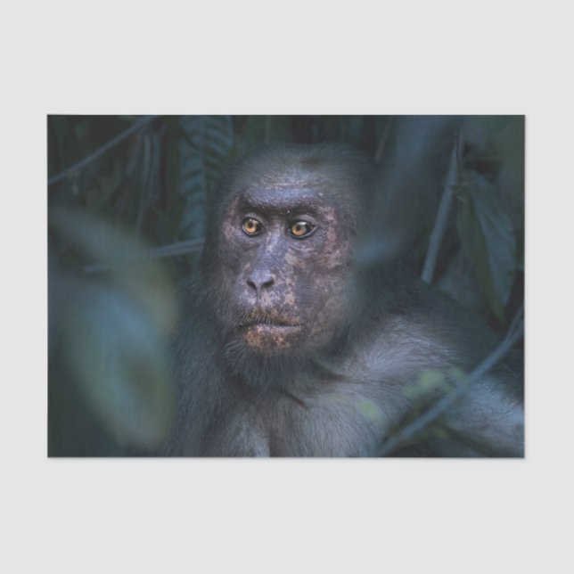 Der Affe im Dschungel Seidenpapier (Vorderseite)