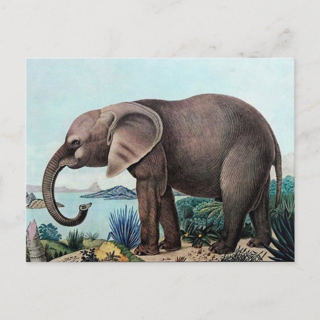 Der afrikanische Elefant oder der afrikanische Ele Postkarte (Vorderseite)