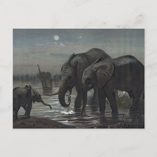 Der afrikanische Elefant von Joseph Wolf Postkarte (Vorderseite)