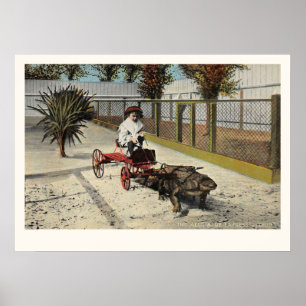 Der Alligator Express Cart Print Poster