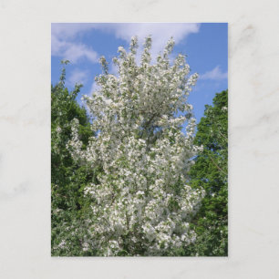 Der alte Apfelbaum Postkarte