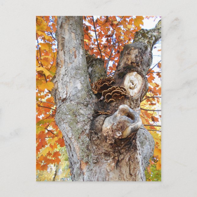 Der alte Baum Postkarte (Vorderseite)