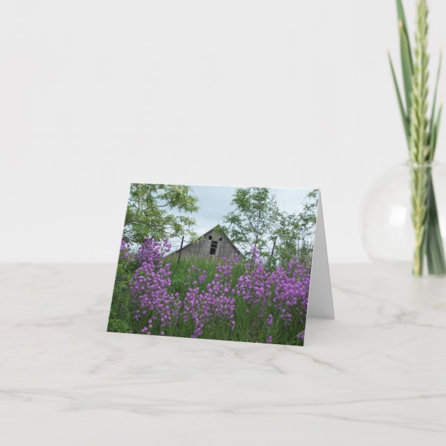 Der alte Stall sieht mir über Phlox zurück Karte (Vorderseite)