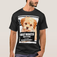 Der am meisten Gewollt Maltipoo Maltese Miniaturpo
