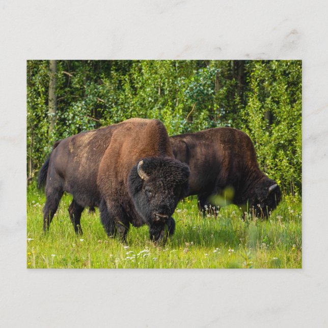 Der Amerikanische Bison am Alaska Highway Postkarte (Vorderseite)