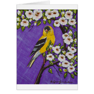 Der amerikanische Goldfinch