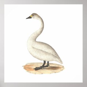 Der amerikanische Schwan	(Cygnus americanus) Poster