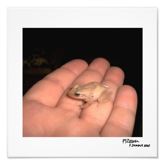 Der Amphibien. Fotodruck (Vorne)