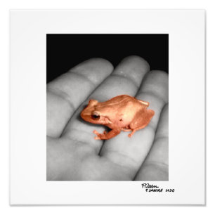 Der Amphibien. Fotodruck