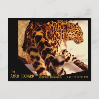 Der amur-Leopard wird kritisch gefährdet - Feiertagspostkarte