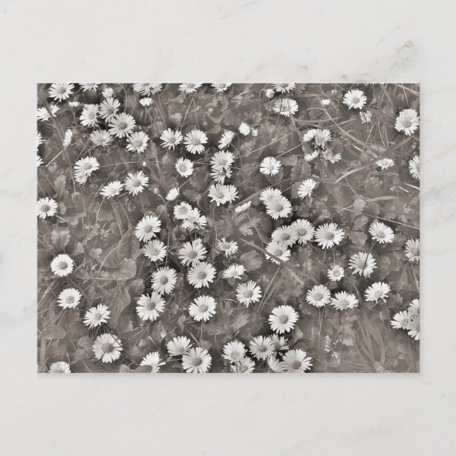 Der Ancient of Daisies Postkarte (Vorderseite)