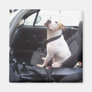 Der Anti Michael Vick Magnet