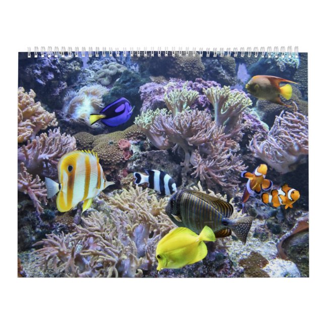 Der Aquarium-Kalender Kalender (Titelbild)