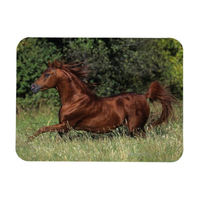 Der arabische Stalon, der im Gras läuft Magnet (Horizontal)