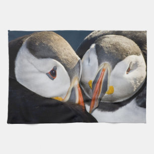 Der Atlantik-Papageitaucher, ein pelagischer Seevo Handtuch