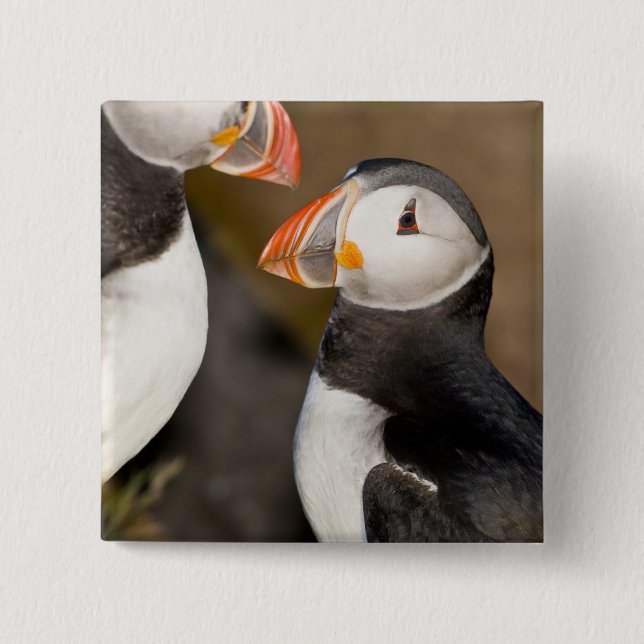 Der Atlantische Puffin Button (Vorderseite)