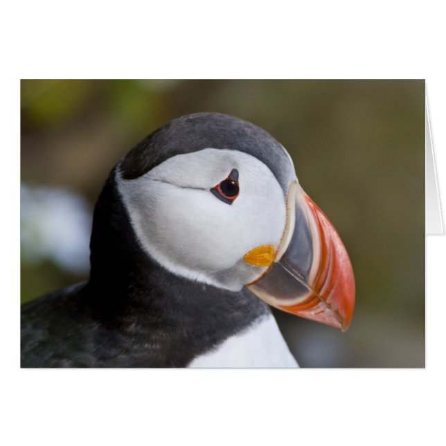 Der Atlantische Puffin, ein pelagischer Seevögel (Vorderseite (Horizontal))