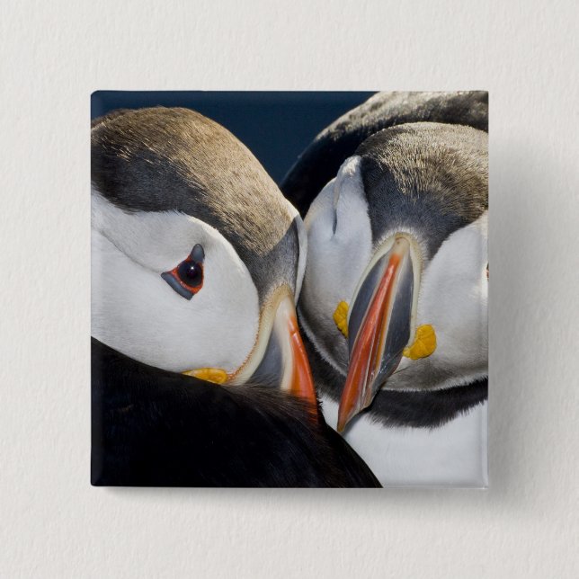 Der Atlantische Puffin, ein pelagischer Seevögel Button (Vorderseite)