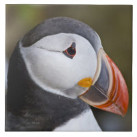 Der Atlantische Puffin, ein pelagischer Seevögel